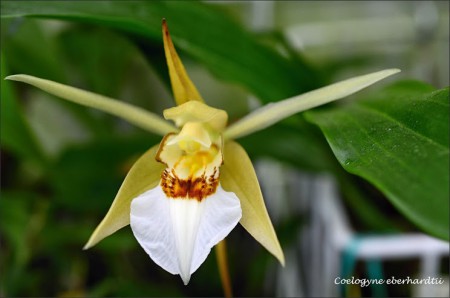 Coelogyne eberhardtii